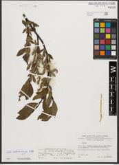 Foto von Salix waldsteiniana Willd.